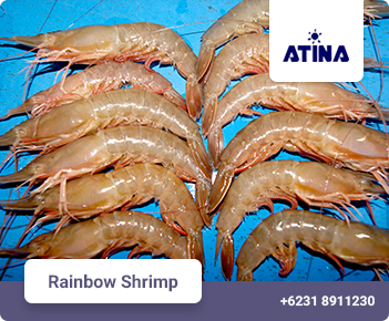 PUD Rainbow Shrimp